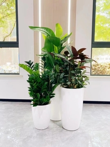 宁波海曙花卉租摆